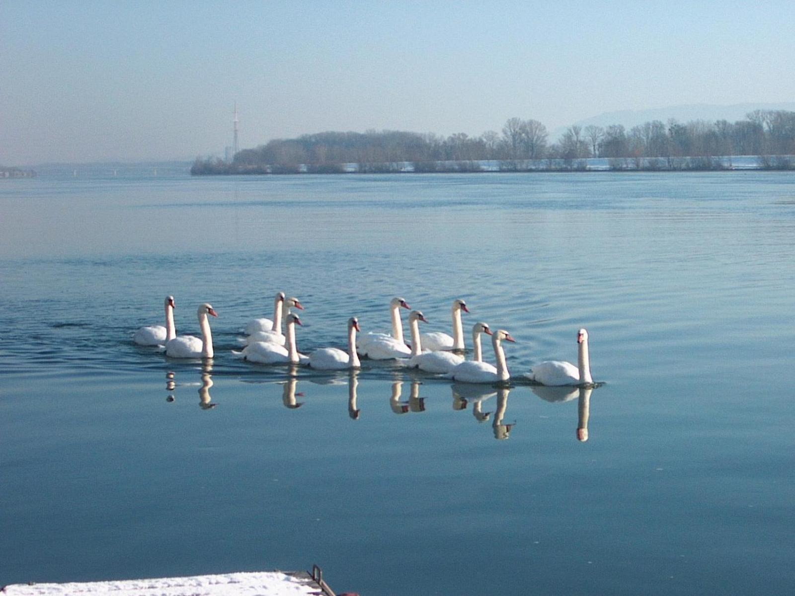 Donau-Rad-Hotel Wachauerhof Marbach an der Donau Dış mekan fotoğraf